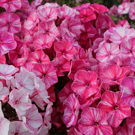 Флокс метельчатый Фрекл Пёпл Шейдз