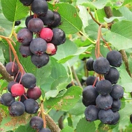 Ирга ольхолистная Смоки