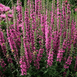 Дербенник иволистный Rote Hybriden