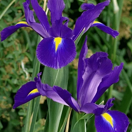 Ирис Purple Sensation