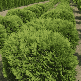 Туя западная Little Champion