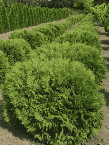 Туя западная Little Champion