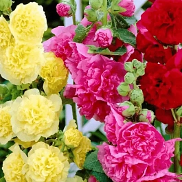 Мальва розовая Chater's Double  Mix