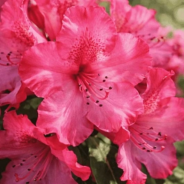 Рододендрон гибридный Andantino