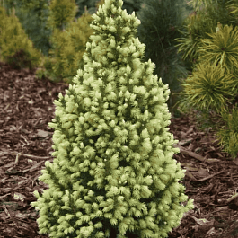 Ель канадская Sun on the Sky