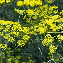 Фенхель обыкновенный
