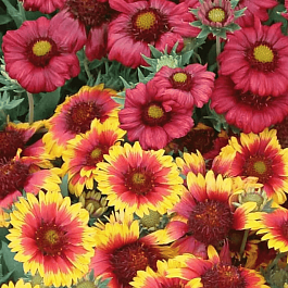 Гайлардия MIX