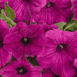 Петуния (сурфиния) Itsy Magenta