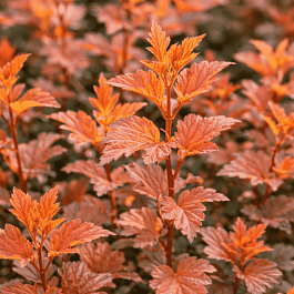 Пузыреплодник калинолистный Zdechovice