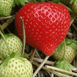 Земляника садовая Фигаро