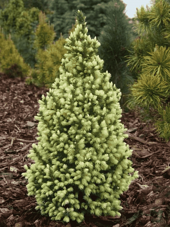 Ель канадская Sun on the Sky