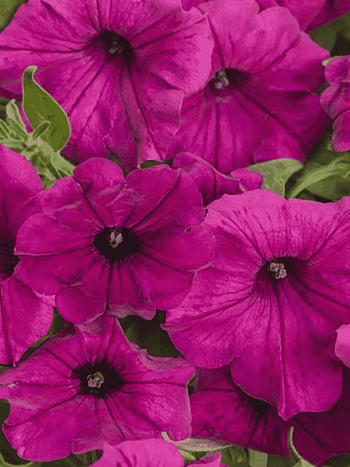 Петуния (сурфиния) Itsy Magenta