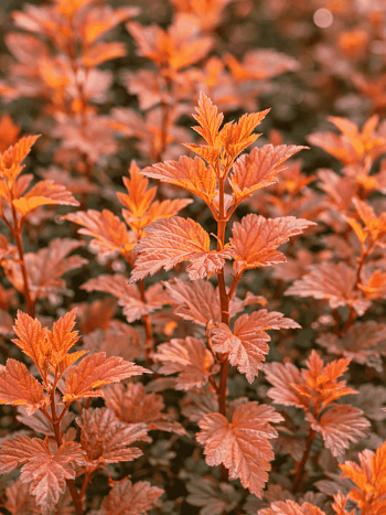 Пузыреплодник калинолистный Zdechovice