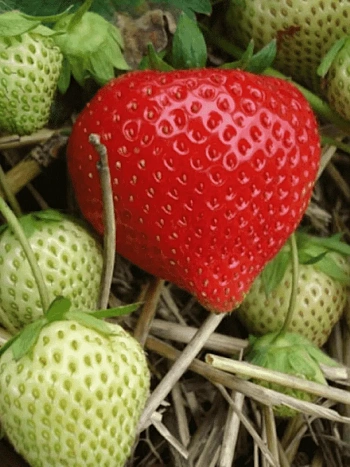 Земляника садовая Фигаро