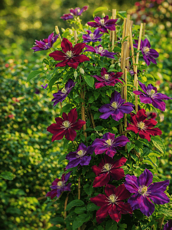 Клематис Julka