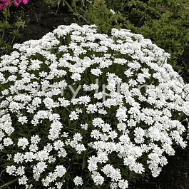 Иберис вечнозеленый Schneeflocke