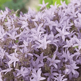 Колокольчик Пожарского Lisduggan Variety