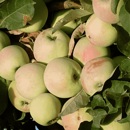 Яблоня Синап орловский