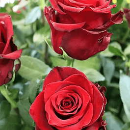 Роза чайно-гибридная Explorer