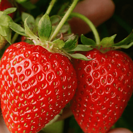 Земляника Портола