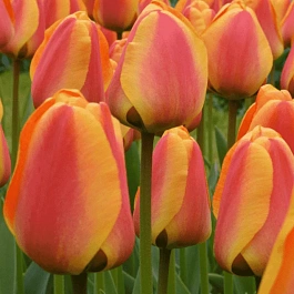 Тюльпан Apeldoorn
