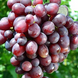 Виноград плодовый Памяти учителя