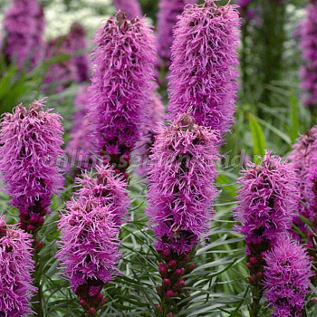 Лиатрис колосковый Флористан Вайолит