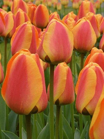 Тюльпан Apeldoorn