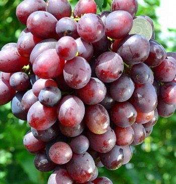 Виноград плодовый Памяти учителя