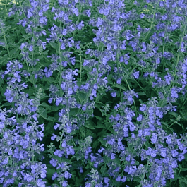 Котовник Фассена Blue Wonder