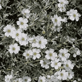 Ясколка войлочная Silberteppich