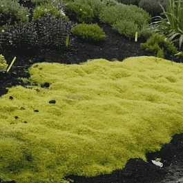 Мшанка шиловидная Scotch Moss