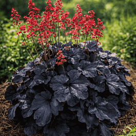 Гейхера Kira black Forest