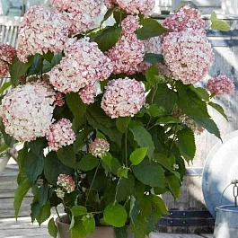 Гортензия древовидная Candybelle Lollypop
