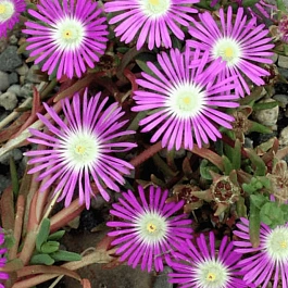 Делосперма обильноцветущая Starburst