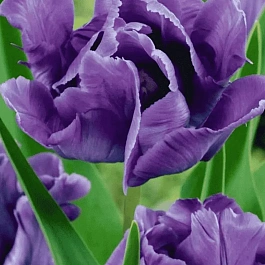 Тюльпан попугайный Blue Parrot