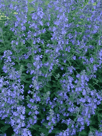 Котовник Фассена Blue Wonder