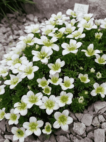 Камнеломка Арендса Saxony White