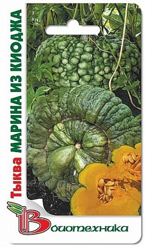 Тыква  Марина из Киоджа
