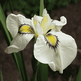 Ирис pseudata Cats Eye