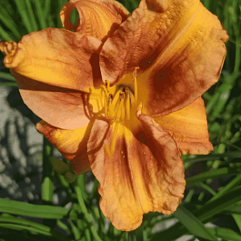 Лилейник EveryDaylily Bronze