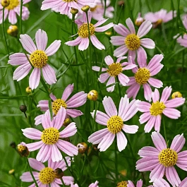 Кореопсис розовый American Dream