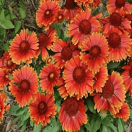 Гайлардия остистая Guapa Red