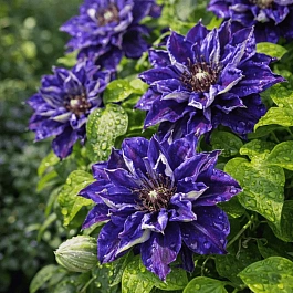 Клематис Shin-Shigyoku