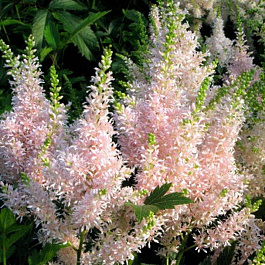 Астильба гибридная Юник Сэлмон Астильба гибридная Юник Сэлмон