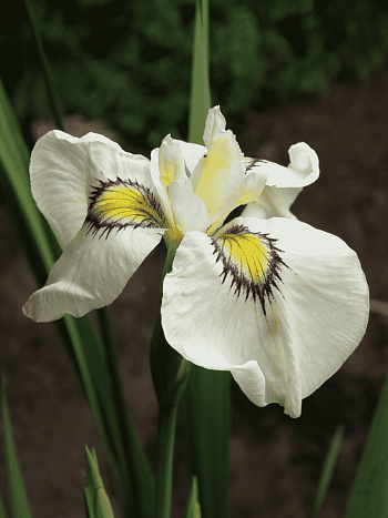 Ирис pseudata Cats Eye