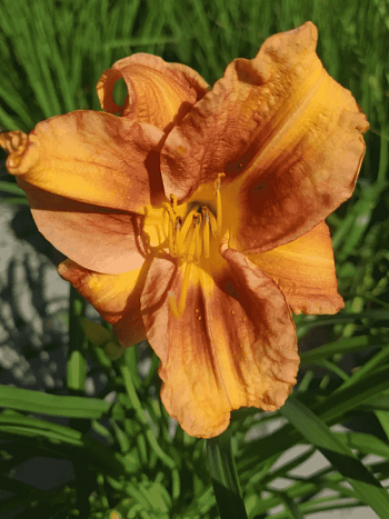 Лилейник EveryDaylily Bronze