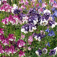 Аквилегия (Водосбор) обыкновенная Махровые Гиганты