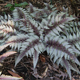 Кочедыжник ниппонский Ред Бьюти