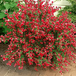 Ракитник венечный Boskoop Ruby